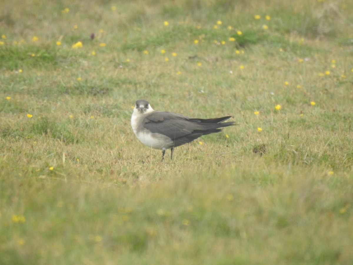 Parasitic Jaeger - Stephen Bailey