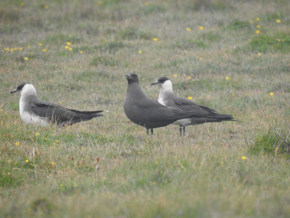 Parasitic Jaeger - Stephen Bailey