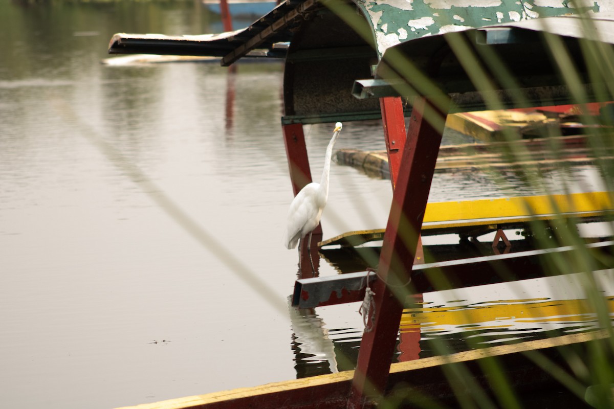 Great Egret - ML620647715