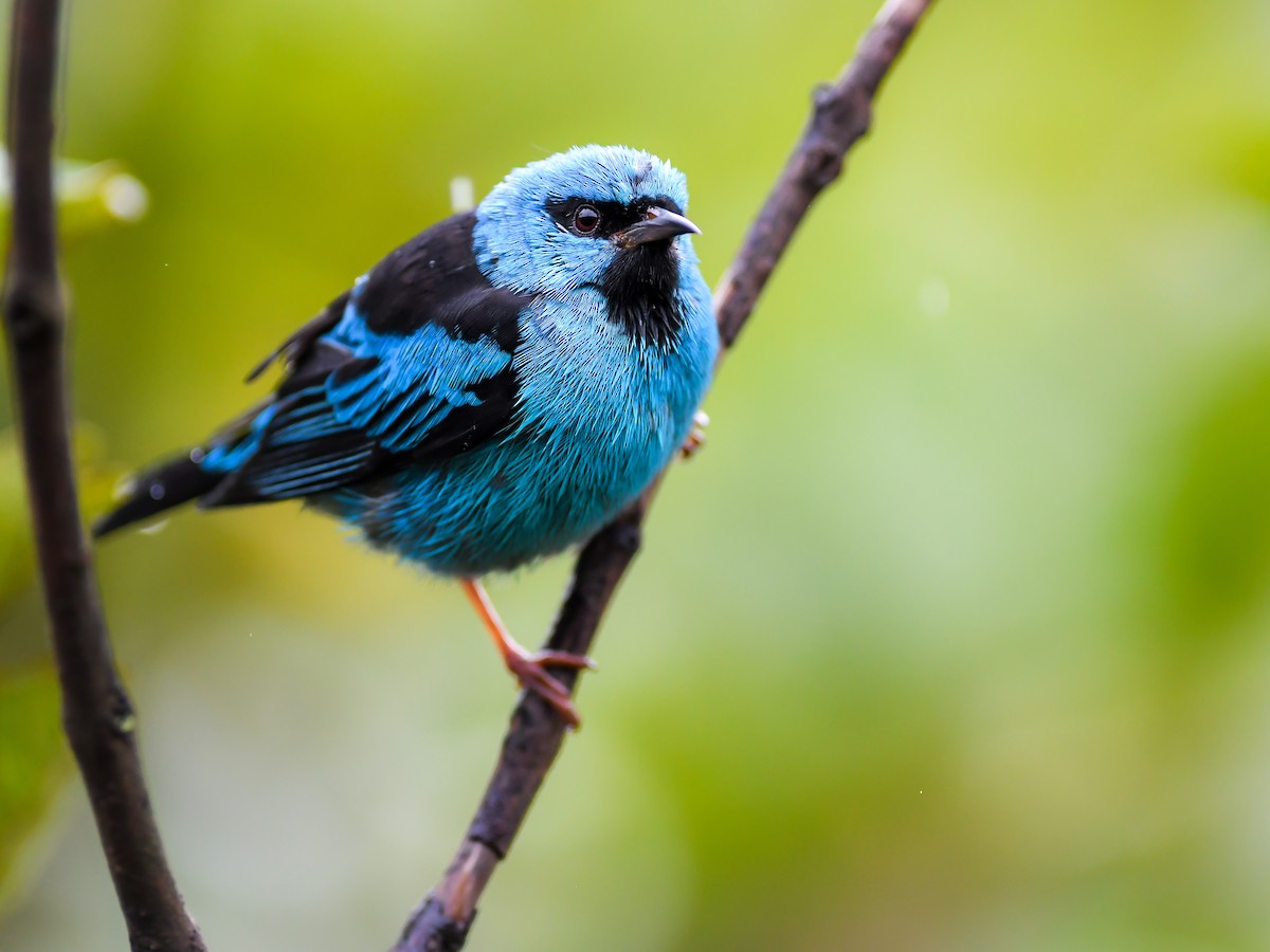 Blue Dacnis - Bruno Rennó