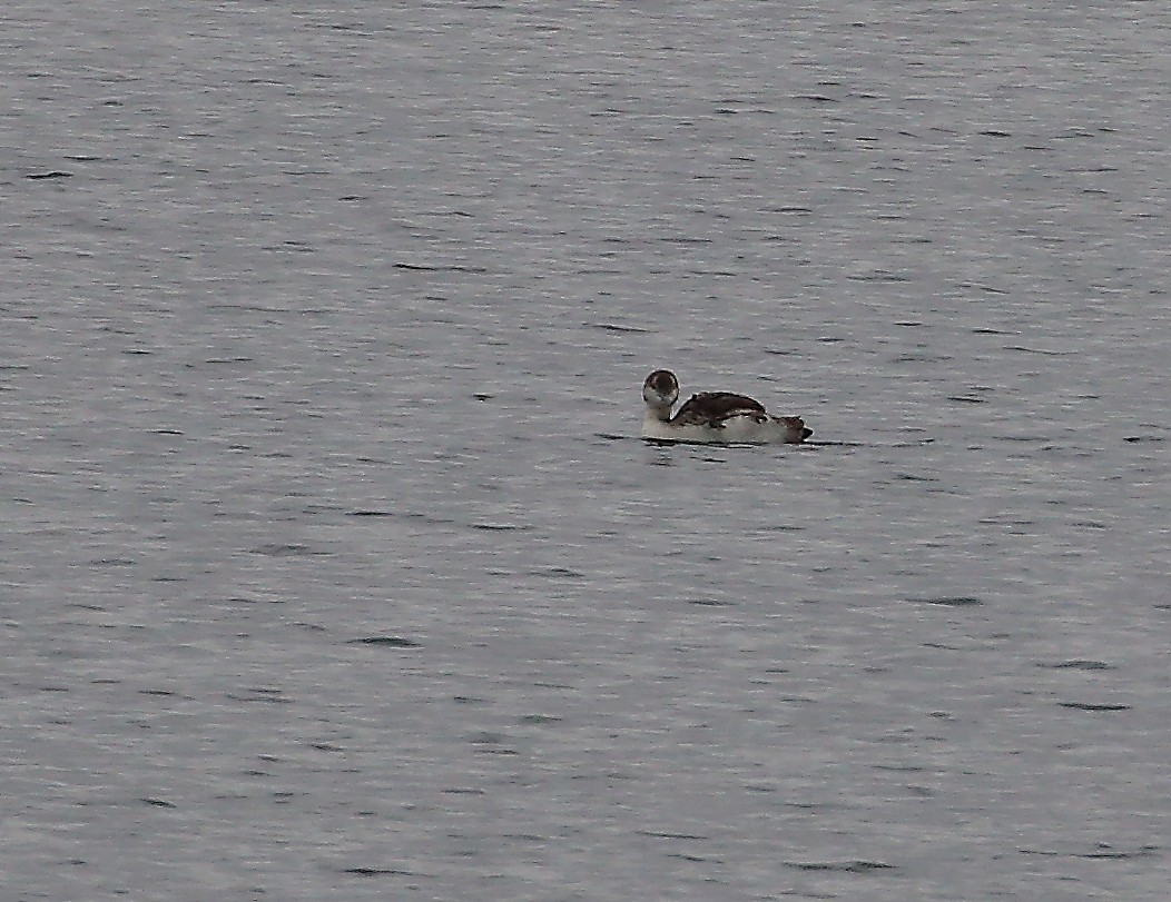 Common Loon - ML620647723