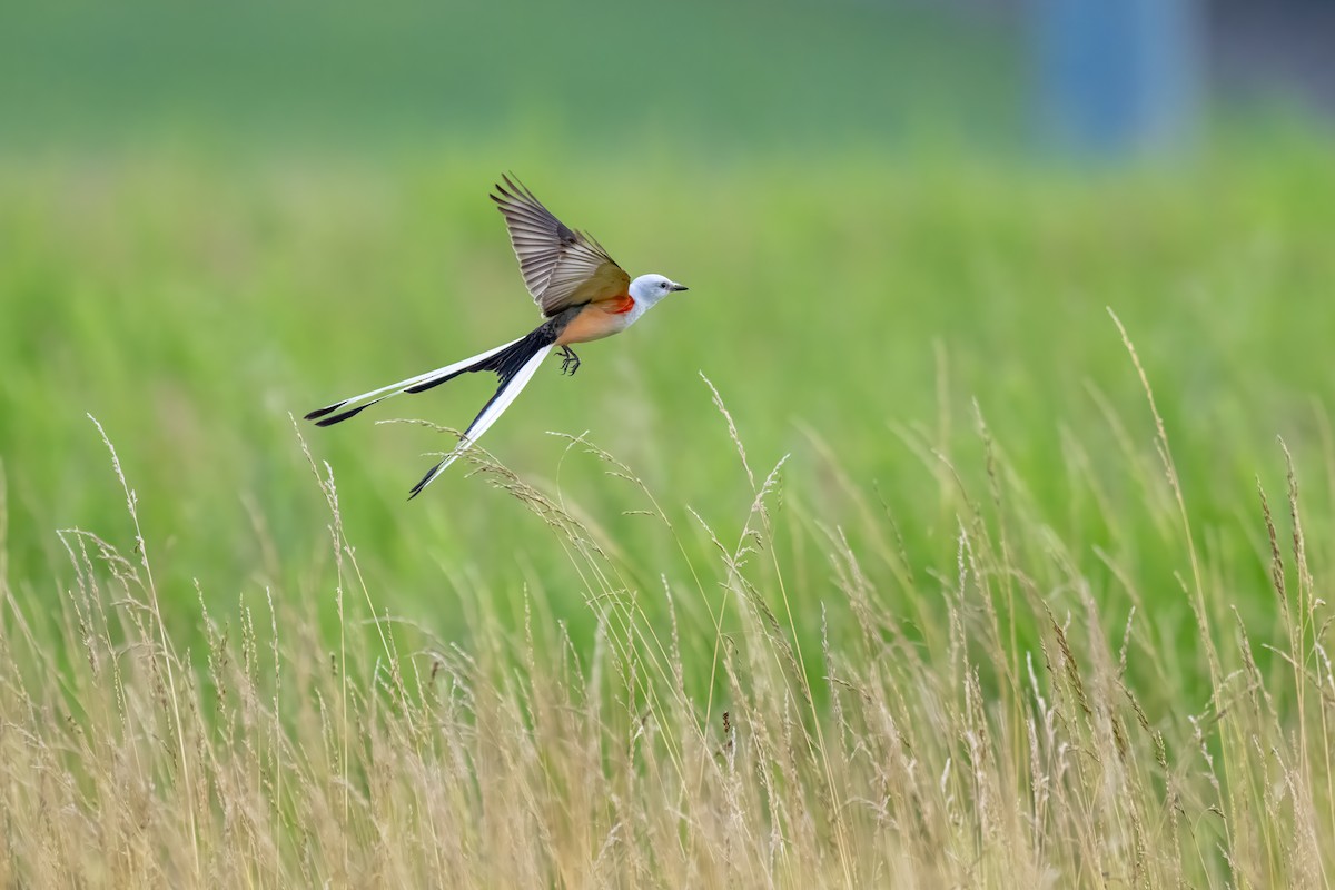 Scissor-tailed Flycatcher - ML620647725