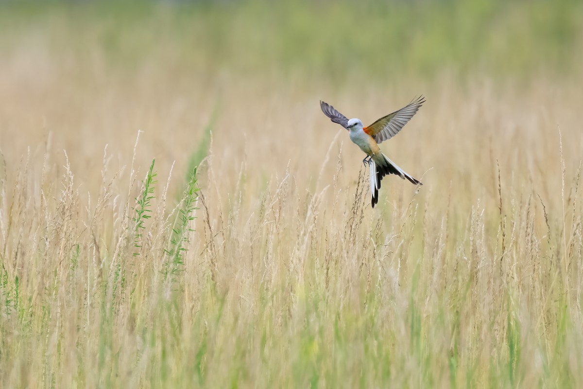 Scissor-tailed Flycatcher - ML620647727