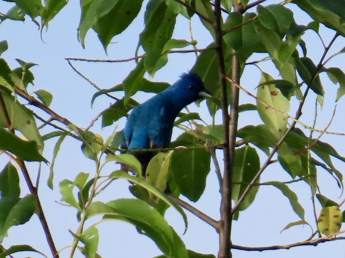 Indigo Bunting - Angela Romanczuk