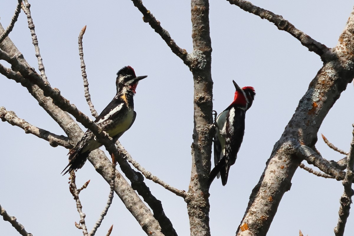 Red-naped Sapsucker - ML620647734