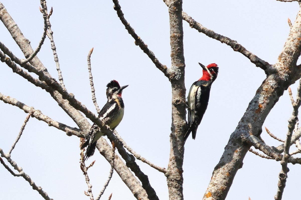 Red-naped Sapsucker - ML620647735