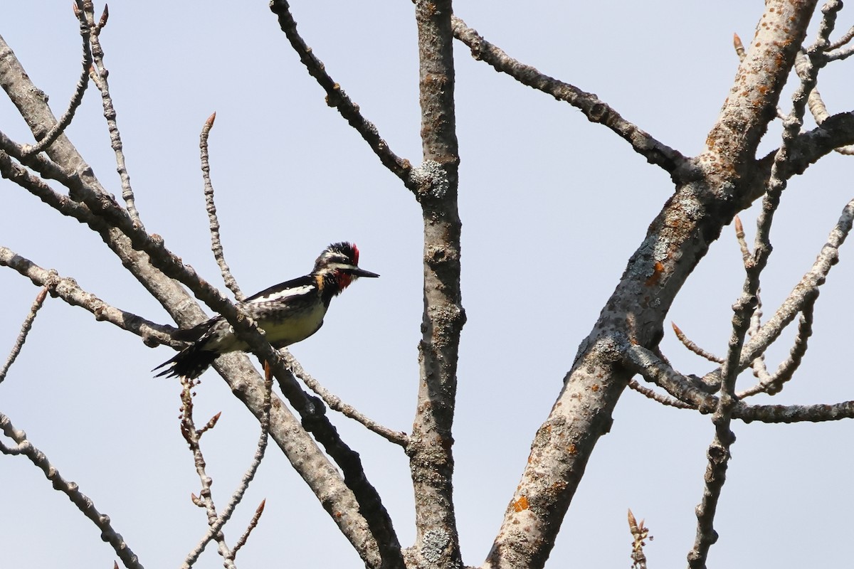 Red-naped Sapsucker - ML620647736