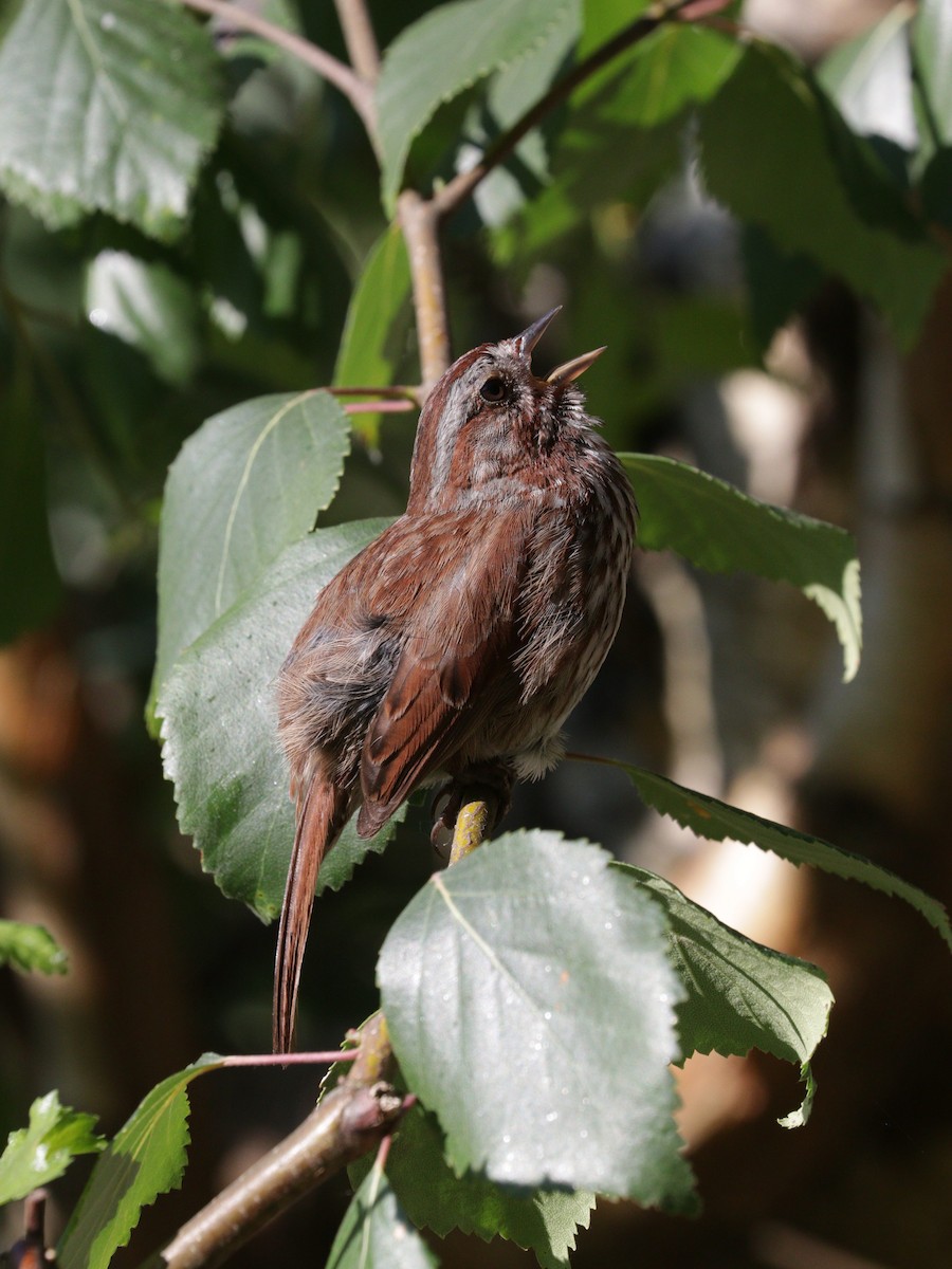 Song Sparrow - ML620647739