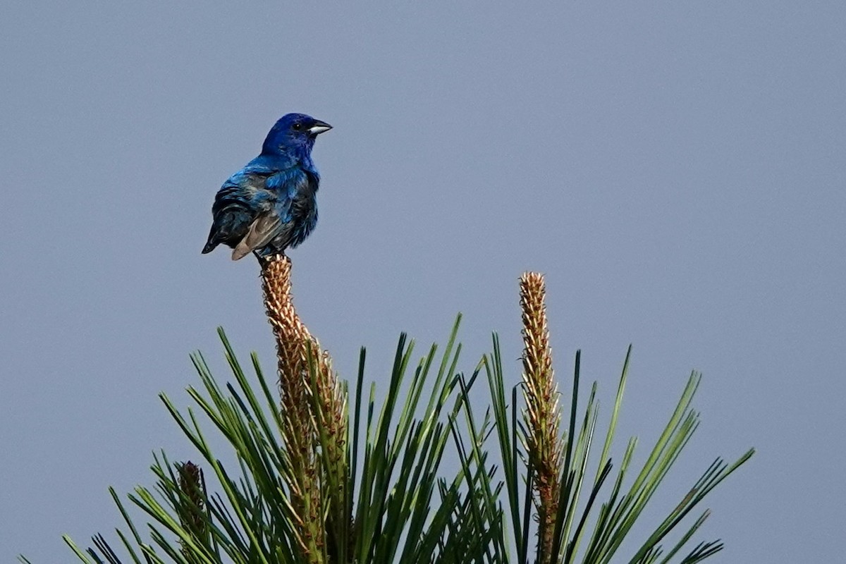 Indigo Bunting - ML620647740