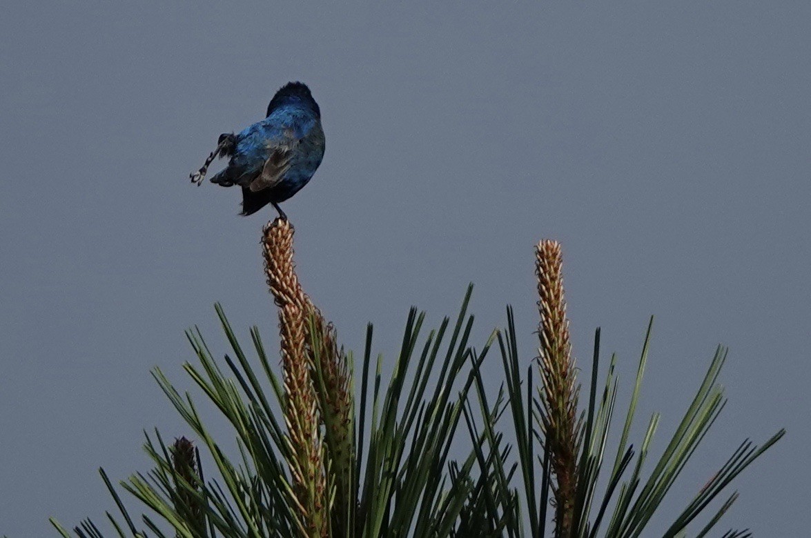 Indigo Bunting - ML620647741