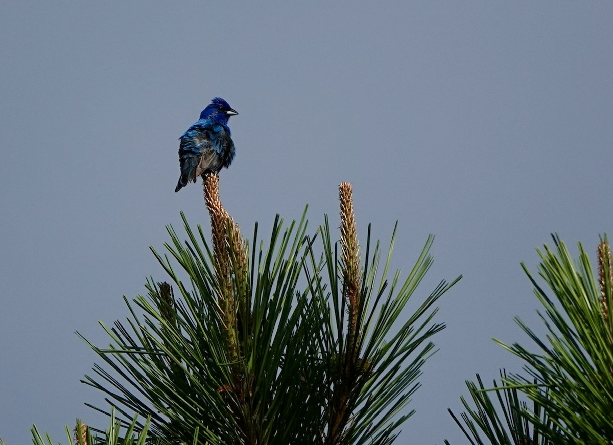 Indigo Bunting - Fleeta Chauvigne