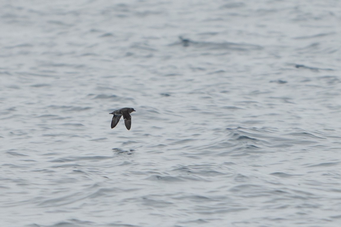 Cassin's Auklet - ML620647743