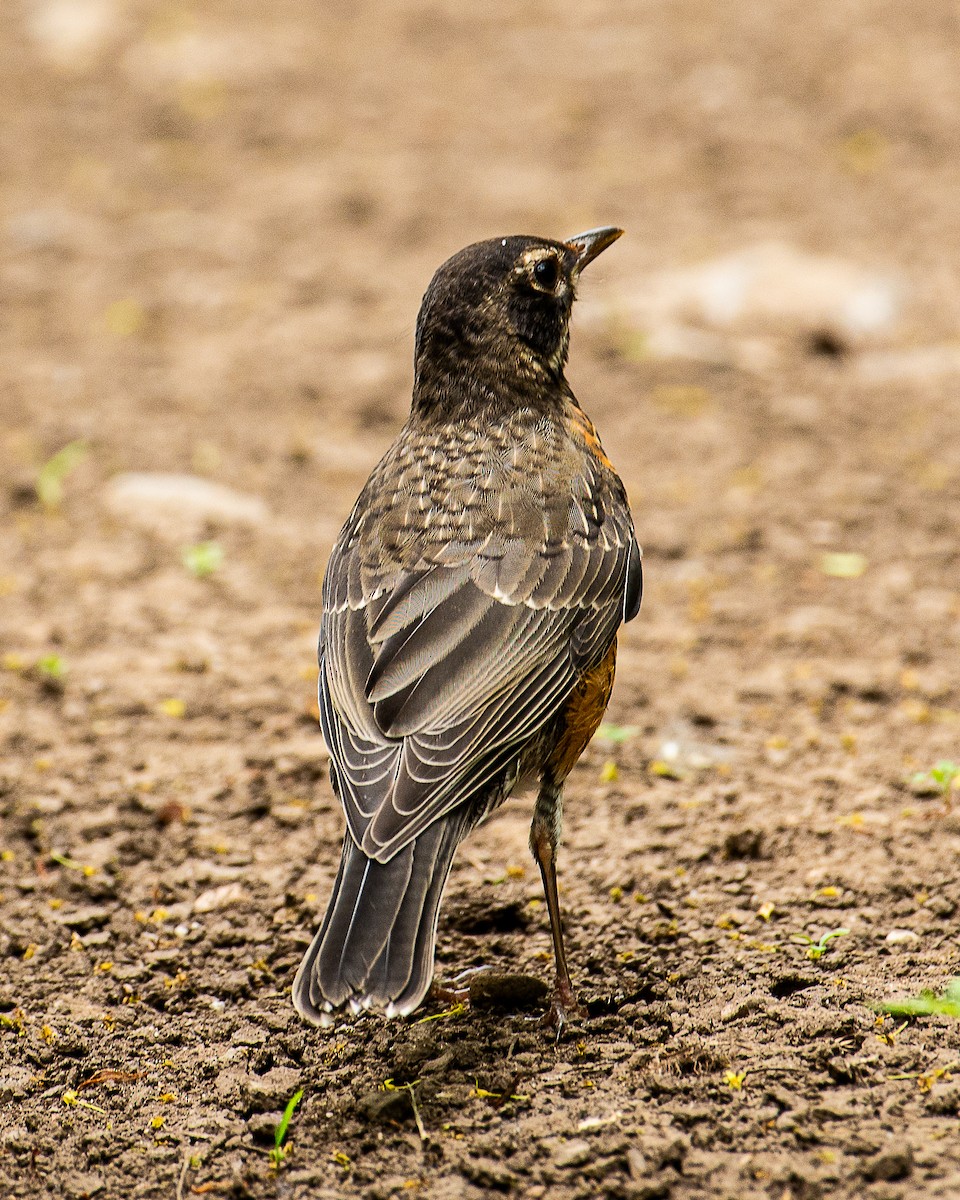 American Robin - ML620647745