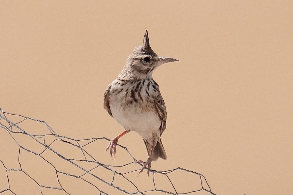 Crested Lark - ML620647747