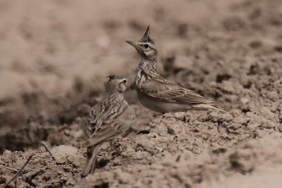 Crested Lark - ML620647748