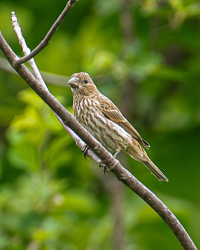 House Finch - ML620647749