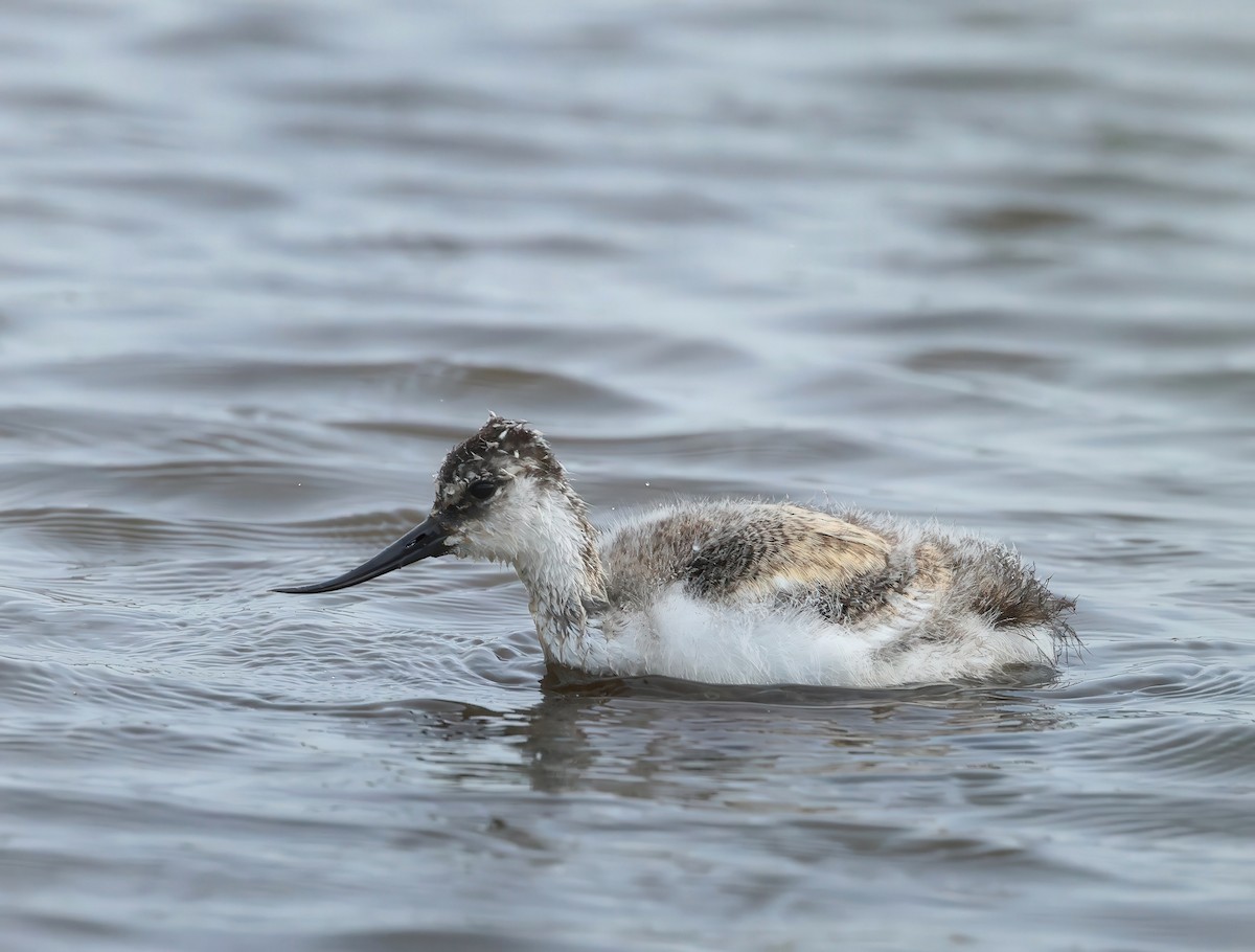 Pied Avocet - ML620647750