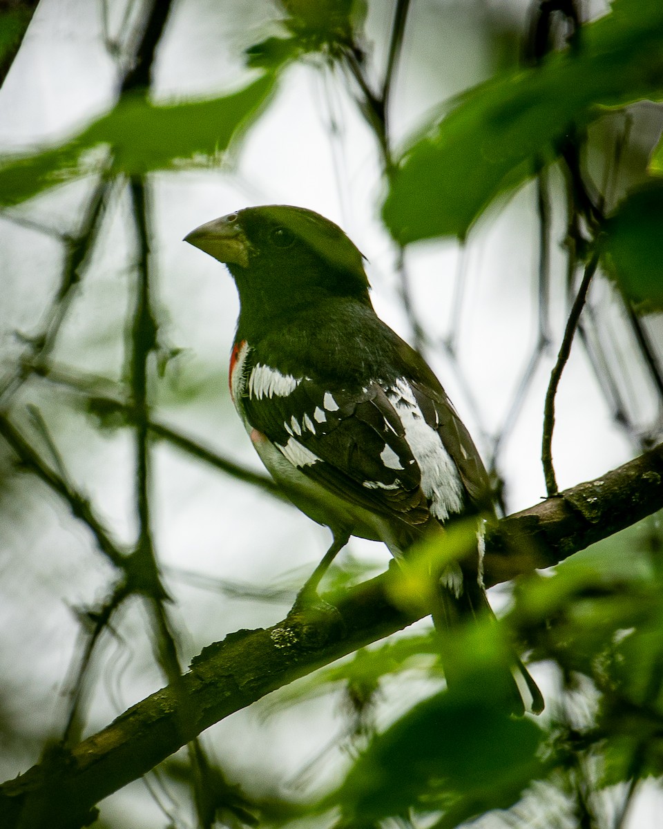 Rose-breasted Grosbeak - ML620647752