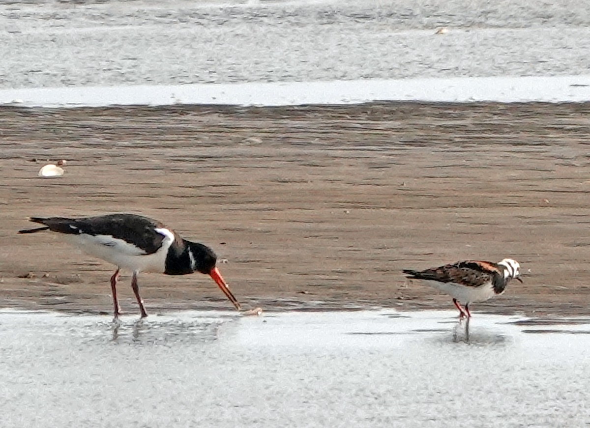 Ruddy Turnstone - ML620647753