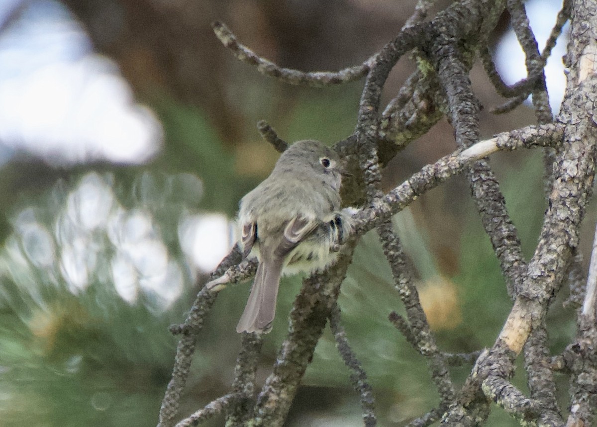 Hammond's Flycatcher - ML620647755