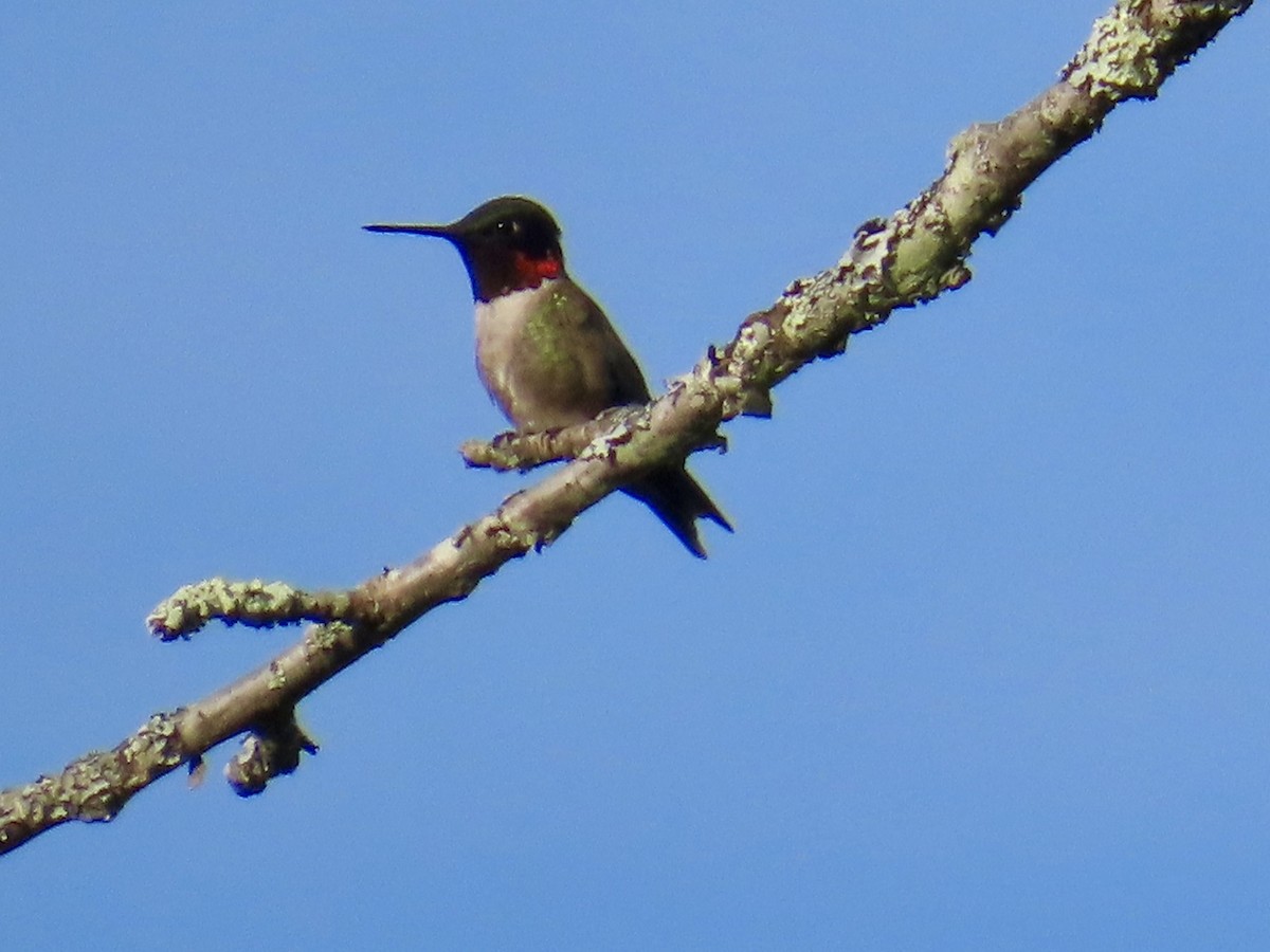 Colibri à gorge rubis - ML620647756