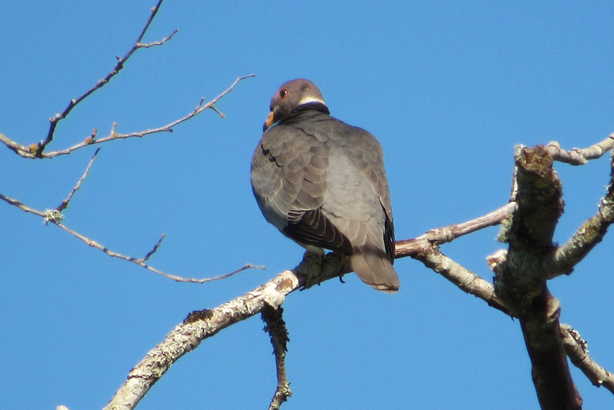 Pigeon à queue barrée - ML620647760