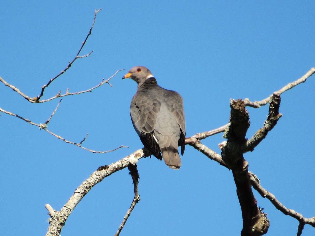 Band-tailed Pigeon - ML620647761