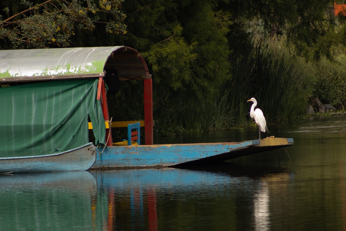 Great Egret - ML620647767