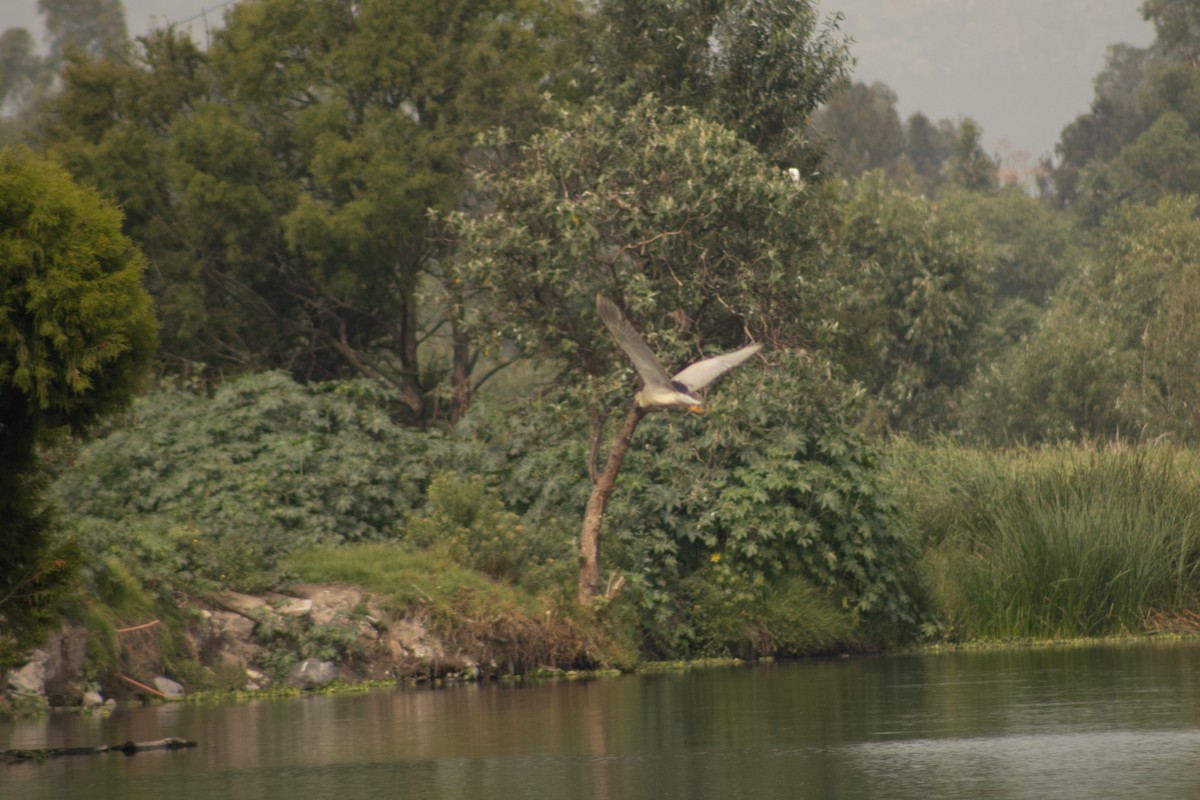 Black-crowned Night Heron - ML620647769