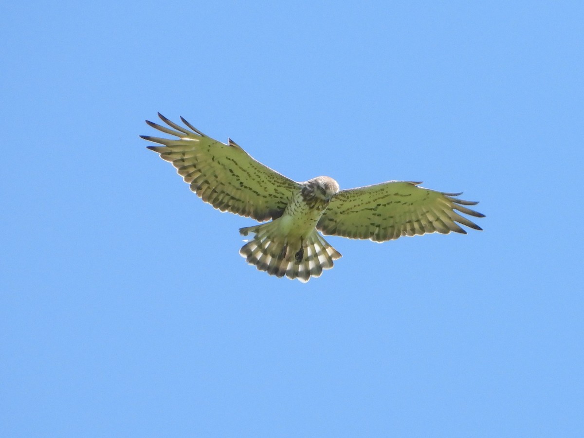 Short-toed Snake-Eagle - ML620647777