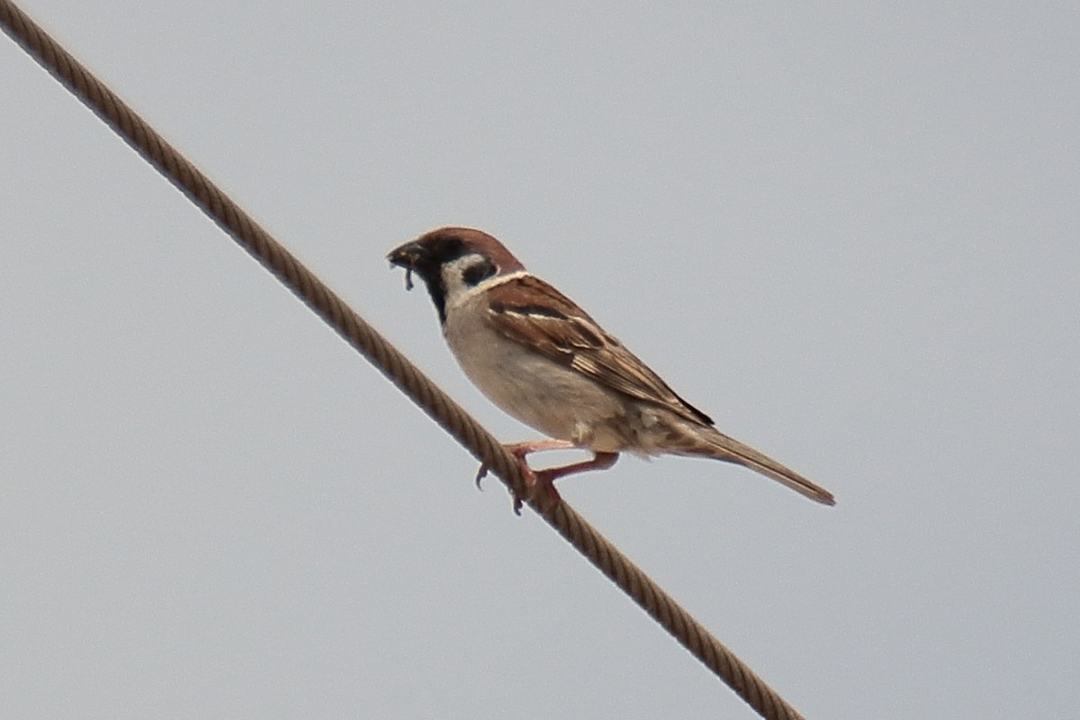 Eurasian Tree Sparrow - ML620647779