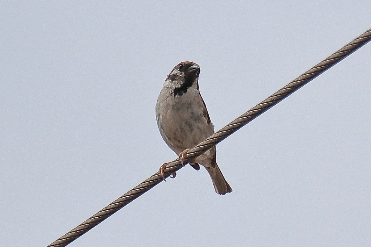 Eurasian Tree Sparrow - ML620647780