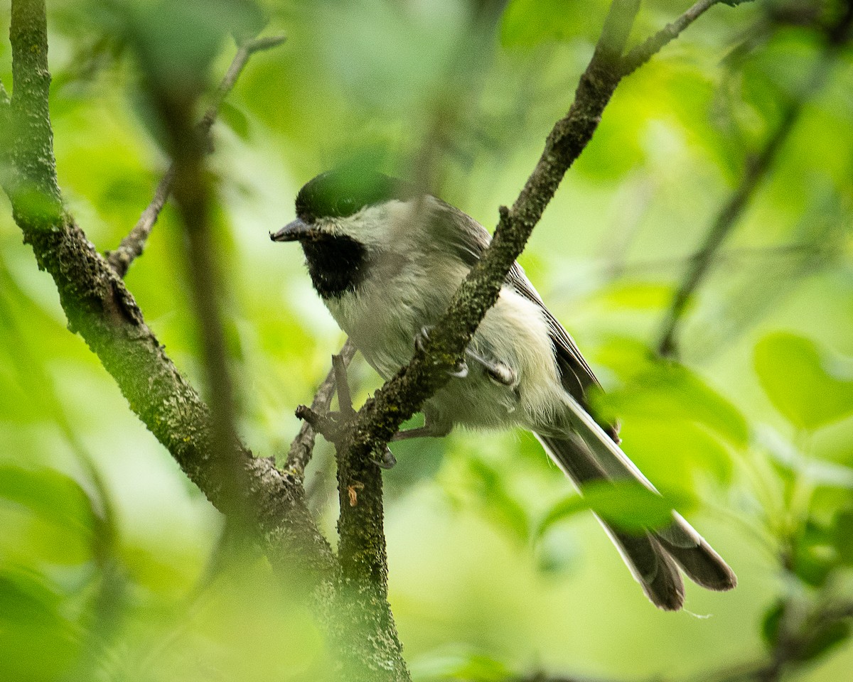 Black-capped Chickadee - ML620647781