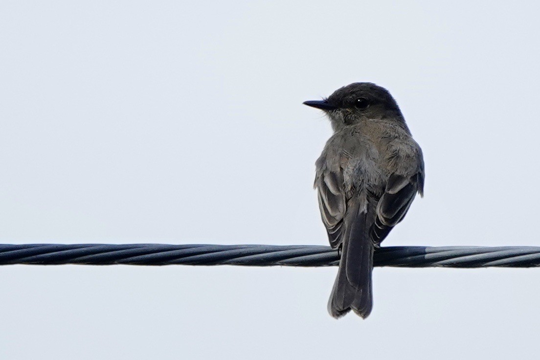 Eastern Phoebe - ML620647789