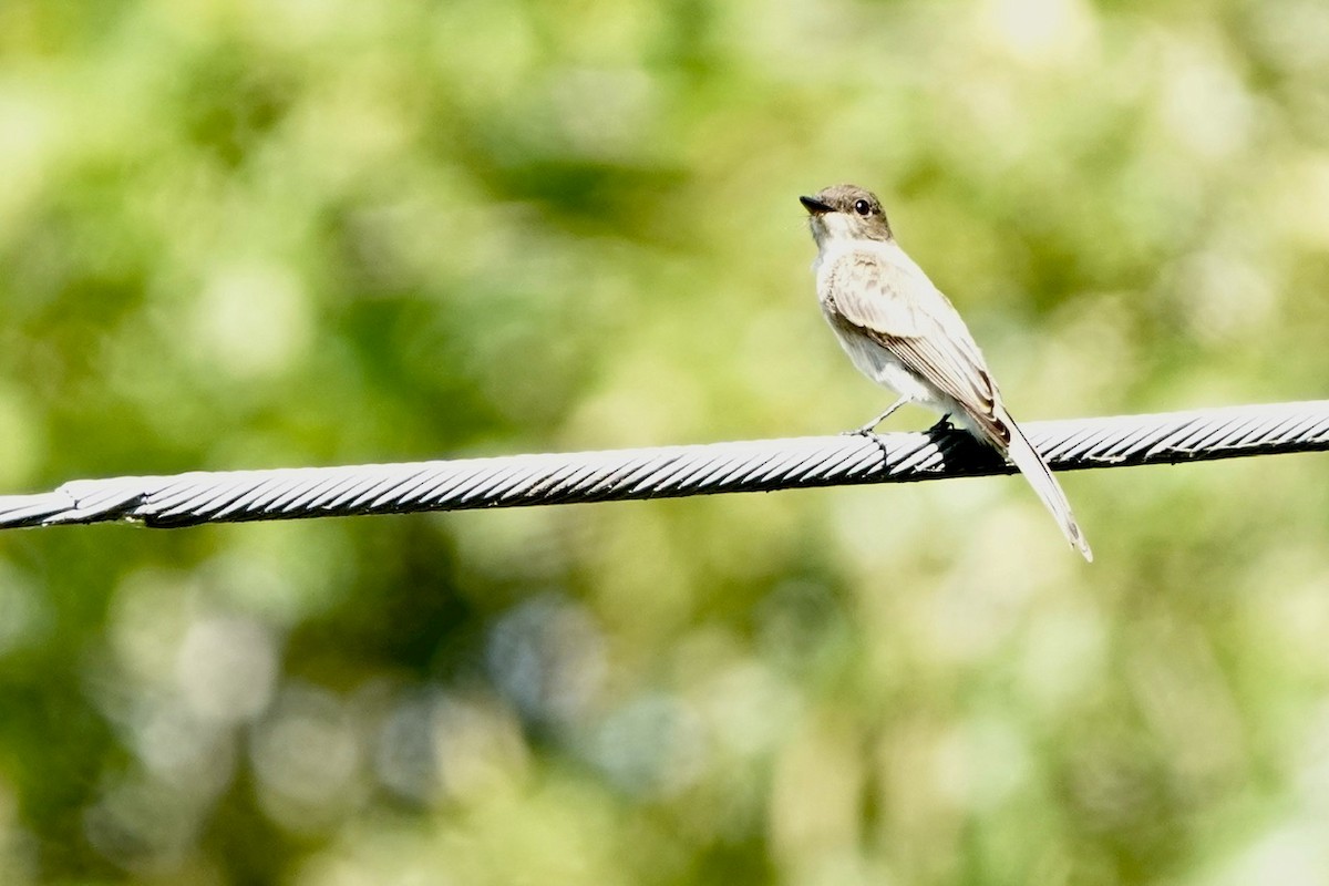 Eastern Phoebe - ML620647791