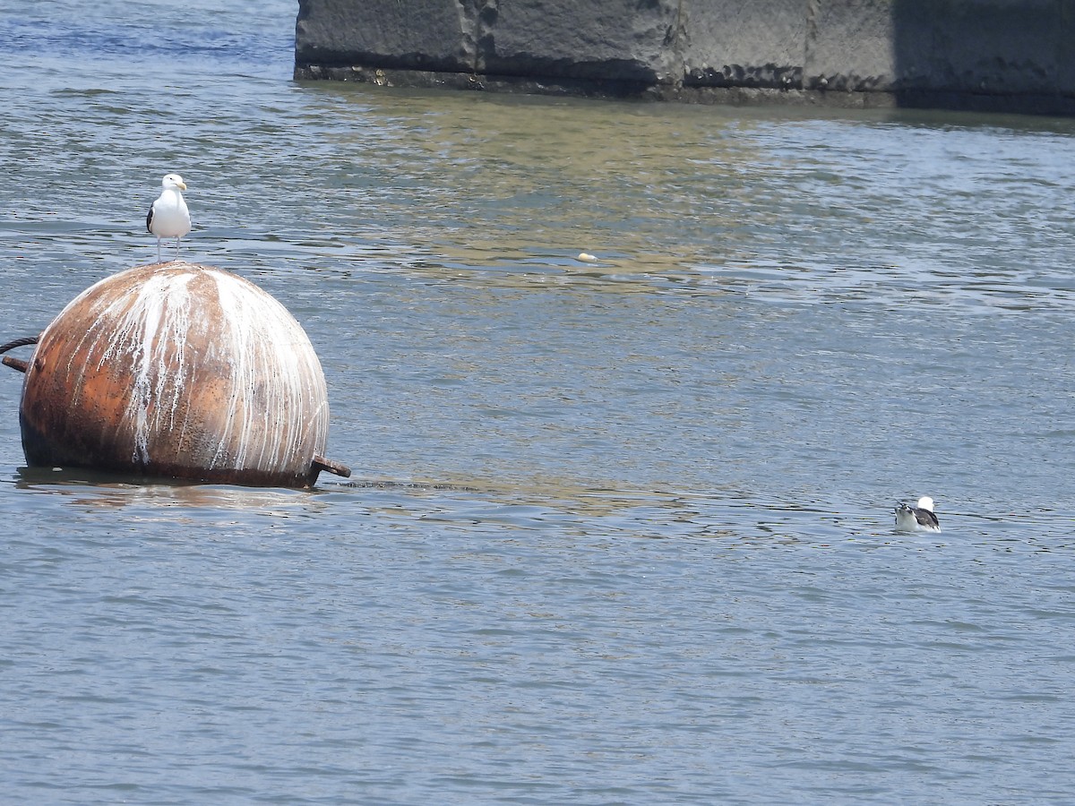 Great Black-backed Gull - ML620647792