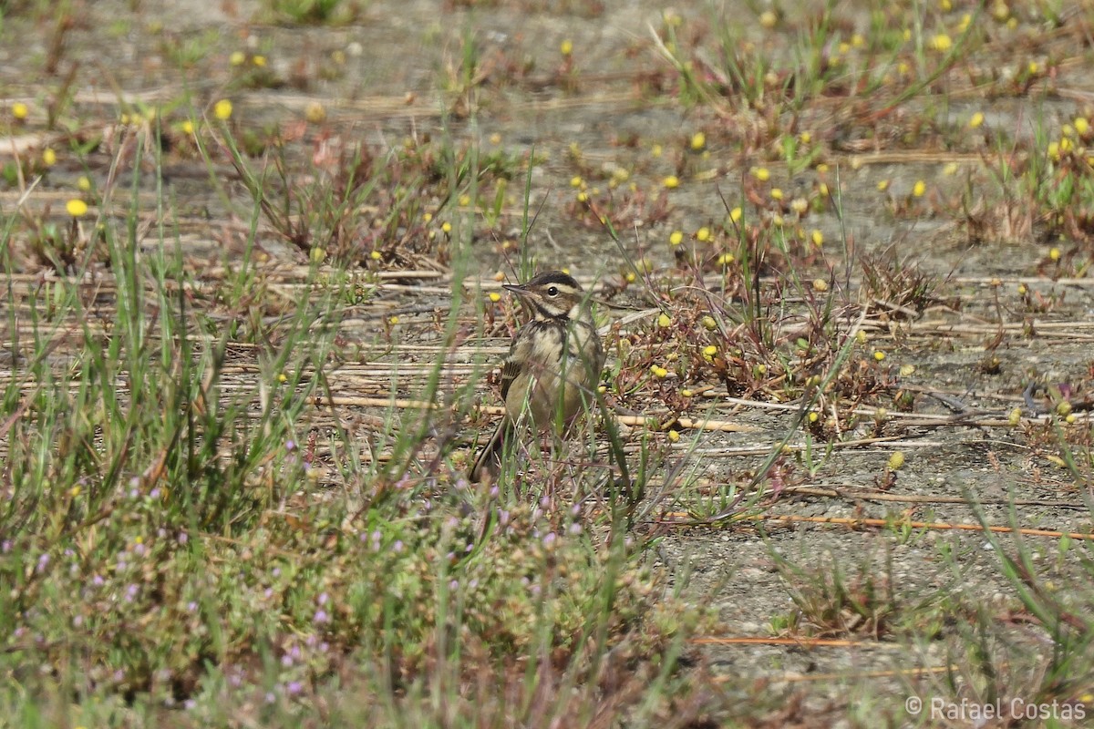 Western Yellow Wagtail (iberiae) - ML620647794