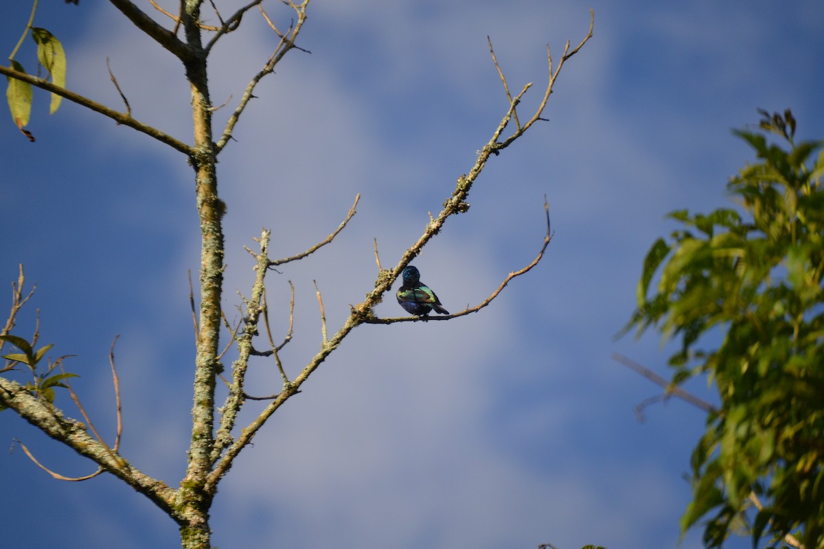 Blue-necked Tanager - ML620647800