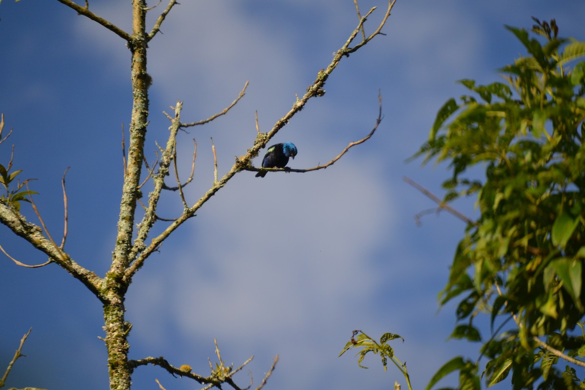 Tangara Cabeciazul - ML620647801