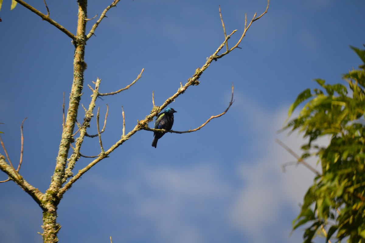 Blue-necked Tanager - ML620647802