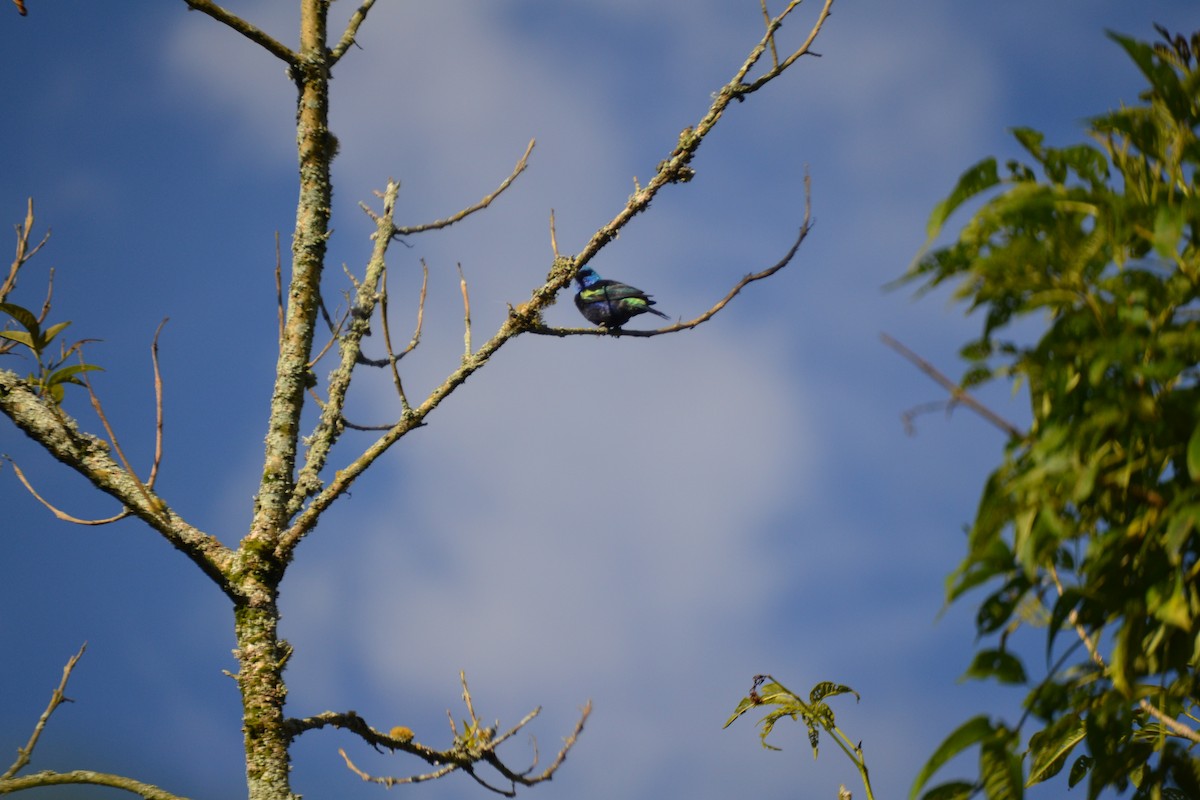 Blue-necked Tanager - ML620647803