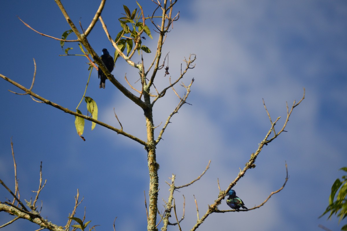 Blue-necked Tanager - ML620647804