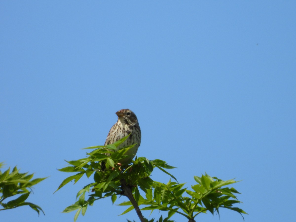 Corn Bunting - ML620647808