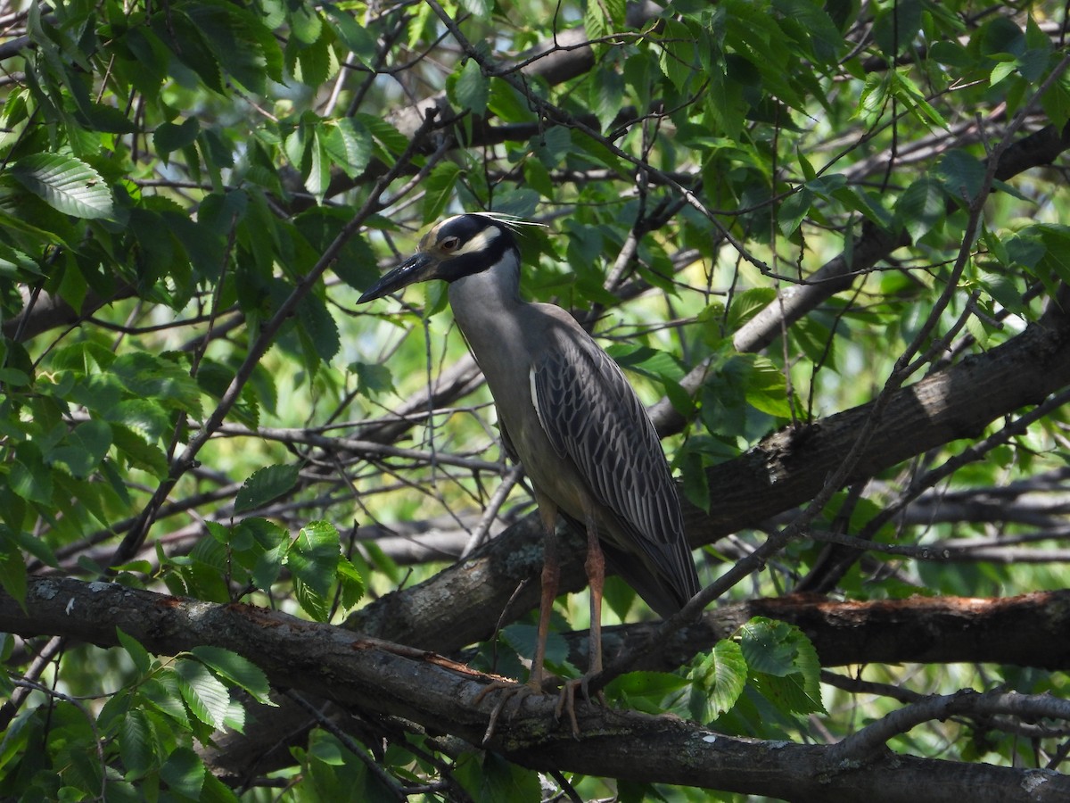 Yellow-crowned Night Heron - ML620647810