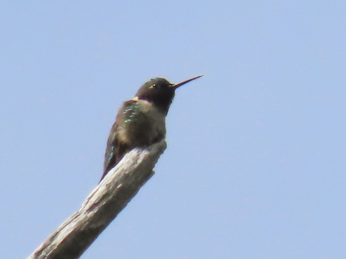 Ruby-throated Hummingbird - ML620647812