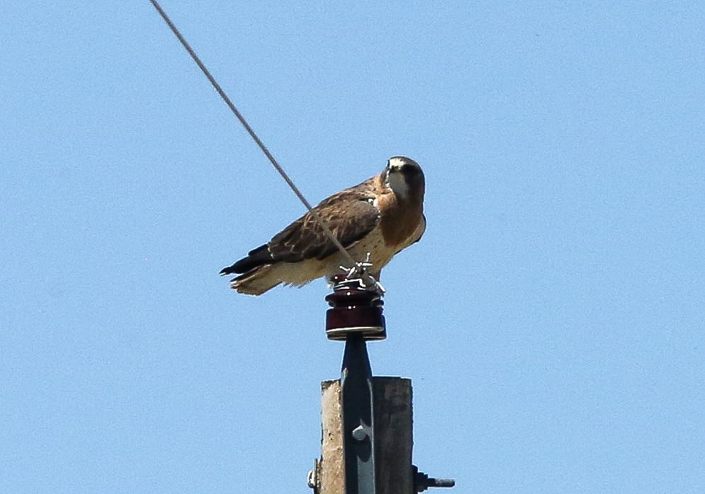 Swainson's Hawk - ML620647813