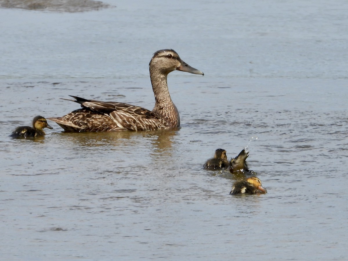 Canard colvert - ML620647817