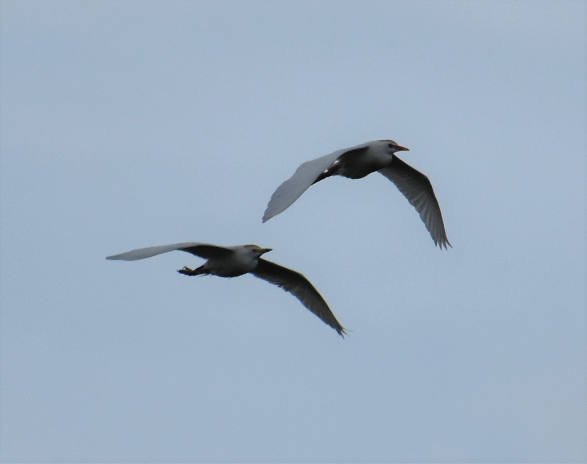 Western Cattle Egret - ML620647819