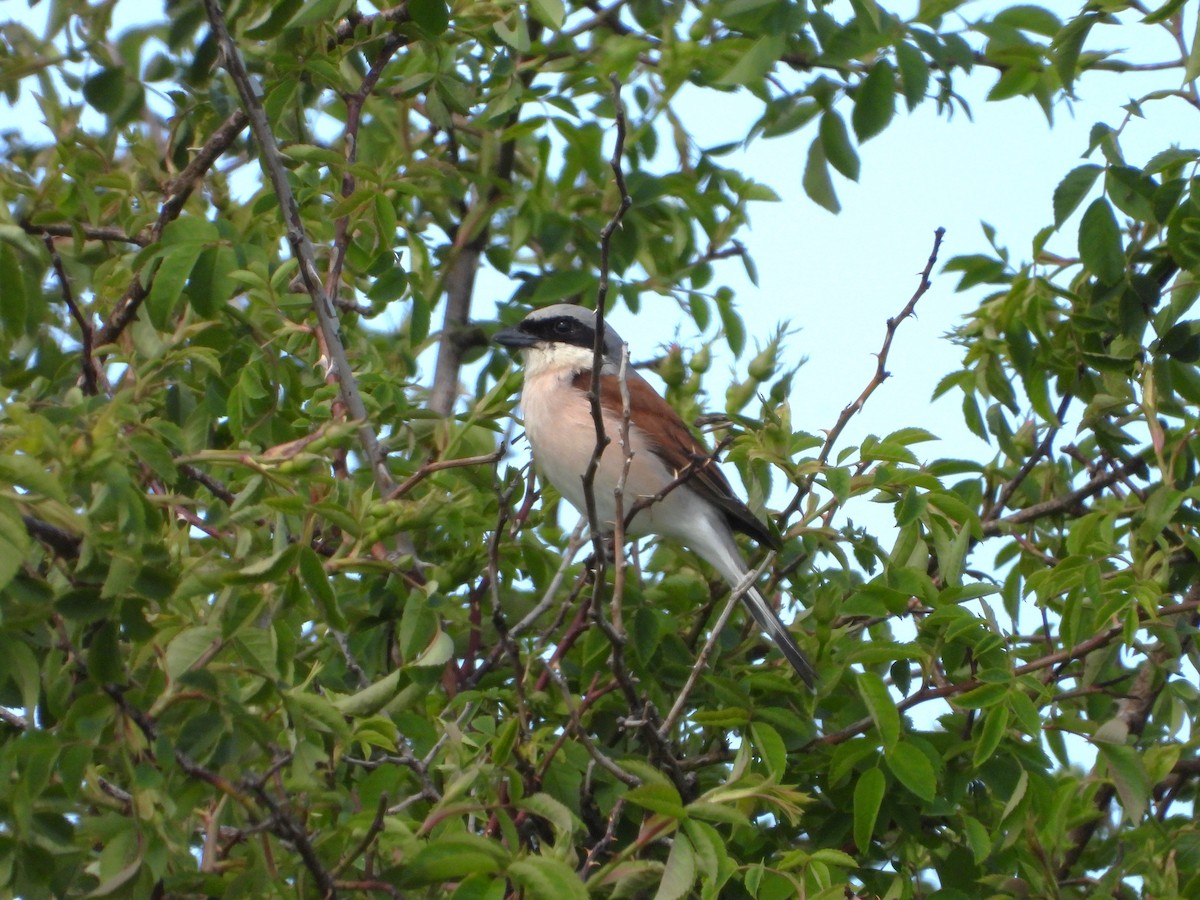 Red-backed Shrike - ML620647822