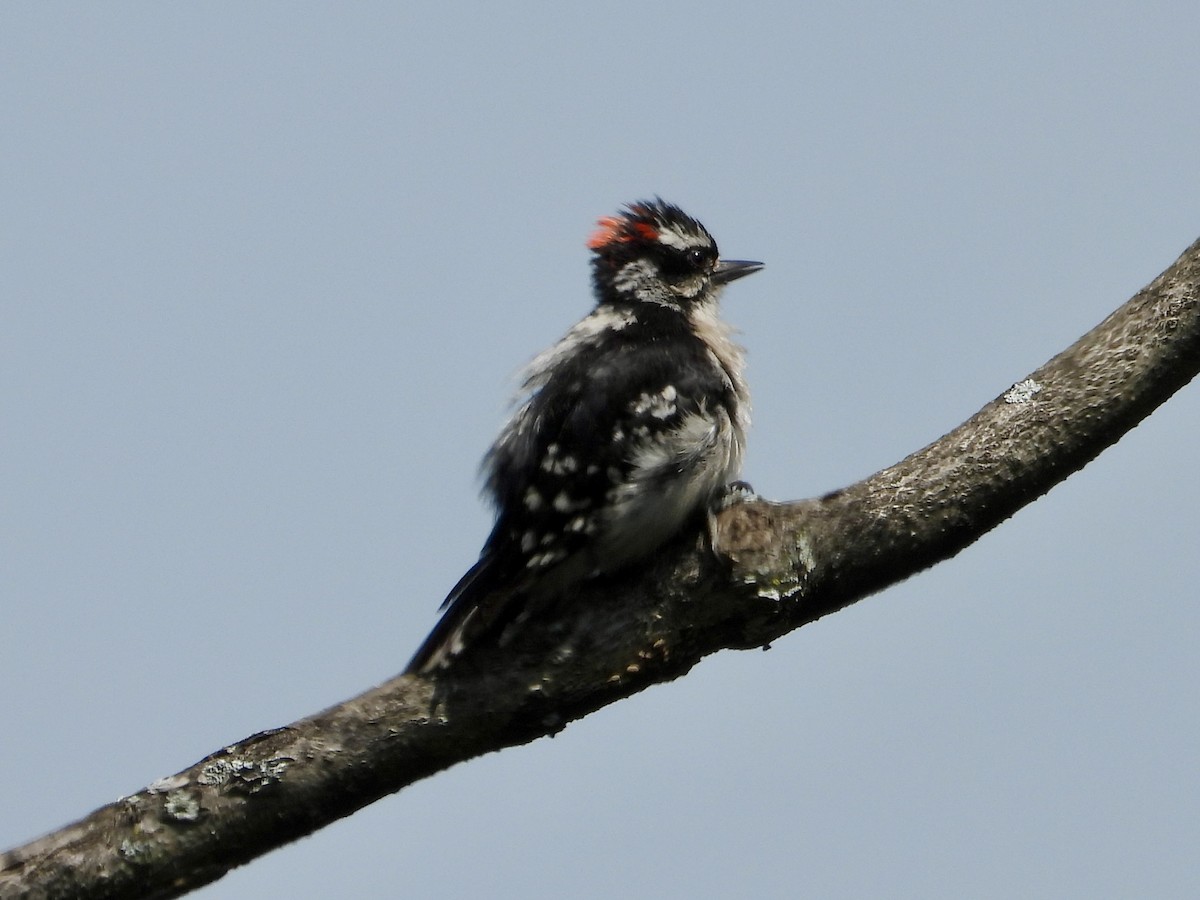 Downy Woodpecker - ML620647824